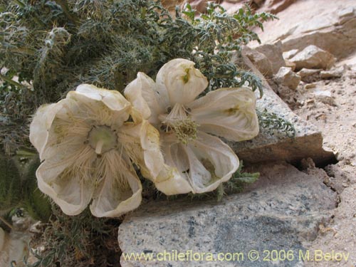 Image of Caiophora coronata (Ortiguilla / Clavel-ortiga / Rupa chica). Click to enlarge parts of image.