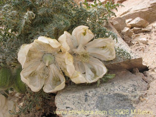 Bild von Caiophora coronata (Ortiguilla / Clavel-ortiga / Rupa chica). Klicken Sie, um den Ausschnitt zu vergrössern.