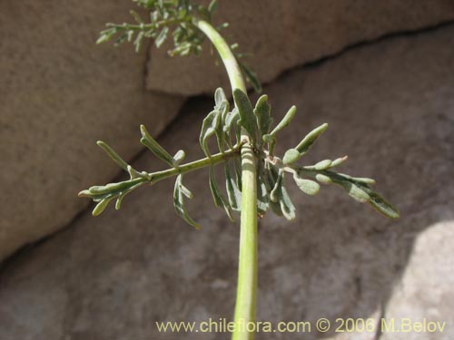 Imágen de Valeriana sp. #0075 (). Haga un clic para aumentar parte de imágen.