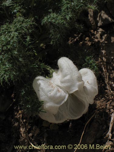 Image of Caiophora coronata (Ortiguilla / Clavel-ortiga / Rupa chica). Click to enlarge parts of image.