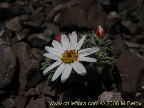 Image of Chaetanthera pusilla (Chinita). Click to enlarge parts of image.