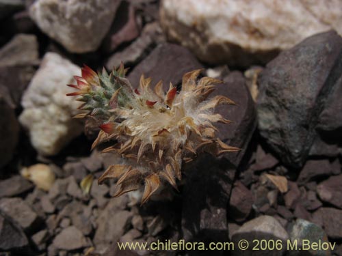 Image of Chaetanthera pusilla (Chinita). Click to enlarge parts of image.