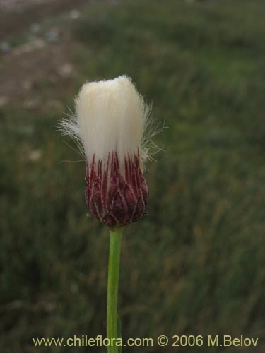 Bild von Asteraceae sp. #1845 (). Klicken Sie, um den Ausschnitt zu vergrössern.