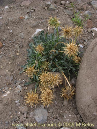 Bild von Calycera herbacea (Calicera). Klicken Sie, um den Ausschnitt zu vergrössern.