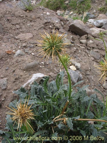 Image of Calycera herbacea (Calicera). Click to enlarge parts of image.