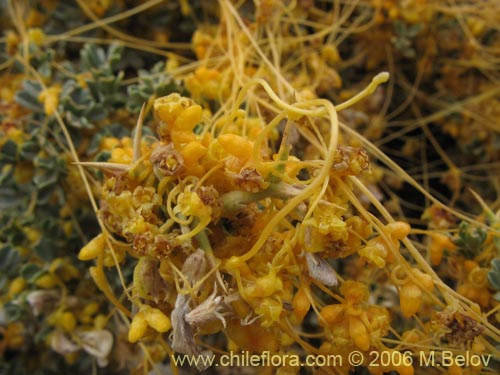 Image of Cuscuta sp. #0053 (Cabello de ángel). Click to enlarge parts of image.