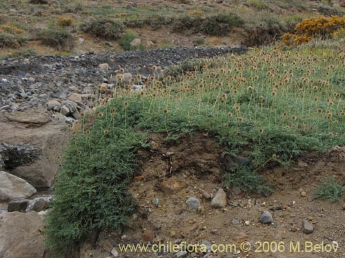 Imgen de Acaena magellanica (). Haga un clic para aumentar parte de imgen.