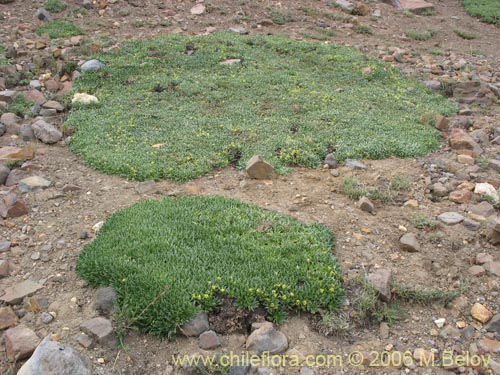 Фотография Laretia acaulis (Llareta). Щелкните, чтобы увеличить вырез.