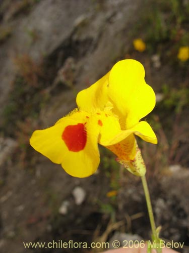 Image of Mimulus luteus (Berro amarillo / Placa). Click to enlarge parts of image.