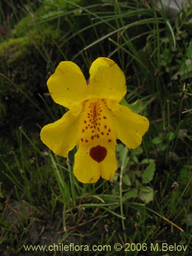 Imágen de Mimulus luteus (Berro amarillo / Placa). Haga un clic para aumentar parte de imágen.