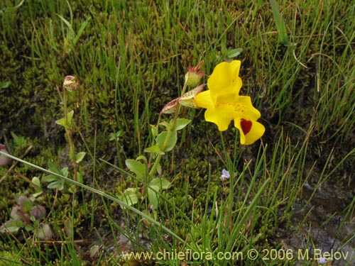 Imágen de Mimulus luteus (Berro amarillo / Placa). Haga un clic para aumentar parte de imágen.