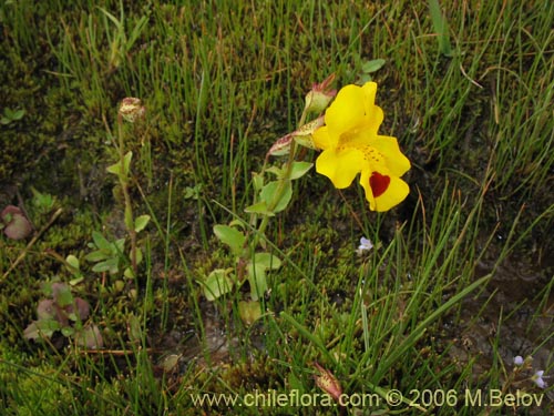 Bild von Mimulus luteus (Berro amarillo / Placa). Klicken Sie, um den Ausschnitt zu vergrössern.