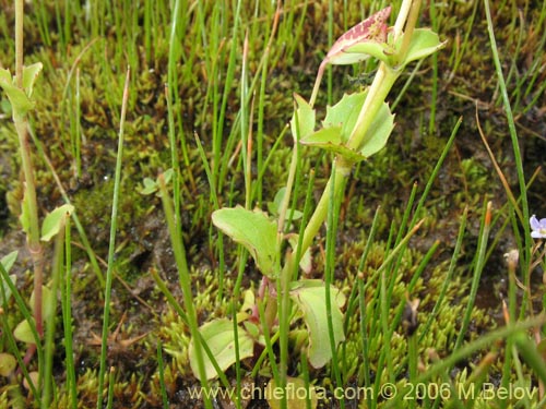 Imágen de Mimulus luteus (Berro amarillo / Placa). Haga un clic para aumentar parte de imágen.