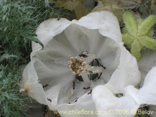 Фотография Caiophora coronata (Ortiguilla / Clavel-ortiga / Rupa chica). Щелкните, чтобы увеличить вырез.