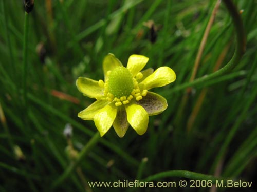 Bild von Ranunculus cymbalaria (Oreja de gato / Botón de oro). Klicken Sie, um den Ausschnitt zu vergrössern.