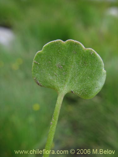 Bild von Ranunculus cymbalaria (Oreja de gato / Botón de oro). Klicken Sie, um den Ausschnitt zu vergrössern.