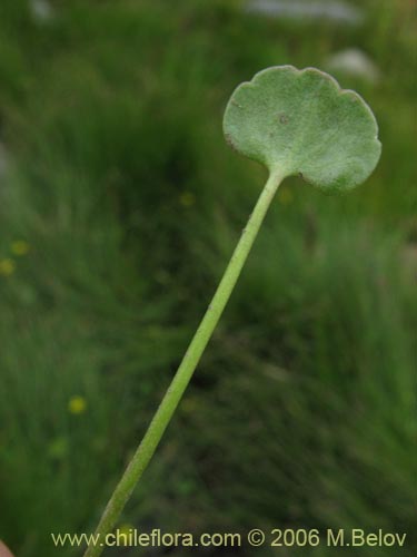 Imágen de Ranunculus cymbalaria (Oreja de gato / Botón de oro). Haga un clic para aumentar parte de imágen.