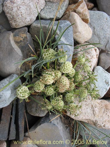 Imágen de Nastanthus spathulatus (Nastanto). Haga un clic para aumentar parte de imágen.