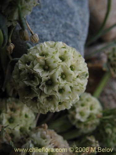 Imágen de Nastanthus spathulatus (Nastanto). Haga un clic para aumentar parte de imágen.