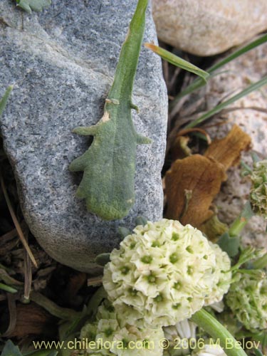 Bild von Nastanthus spathulatus (Nastanto). Klicken Sie, um den Ausschnitt zu vergrössern.