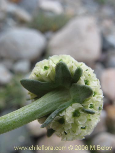 Bild von Nastanthus spathulatus (Nastanto). Klicken Sie, um den Ausschnitt zu vergrössern.