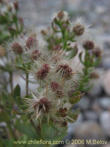 Galium eriocapiumの写真