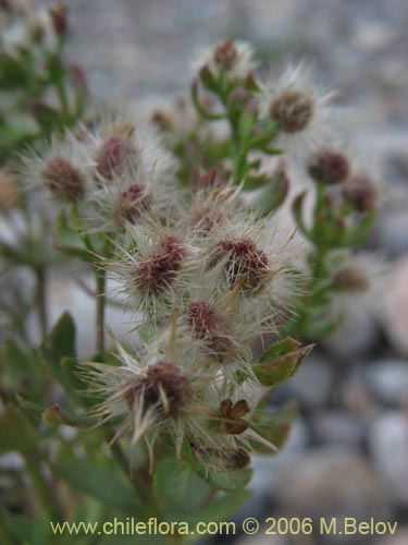 Фотография Galium eriocarpum (). Щелкните, чтобы увеличить вырез.