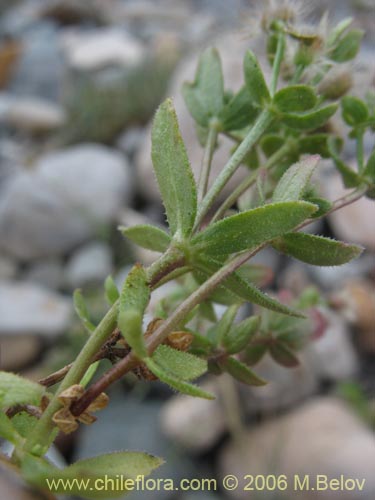 Galium eriocarpumの写真