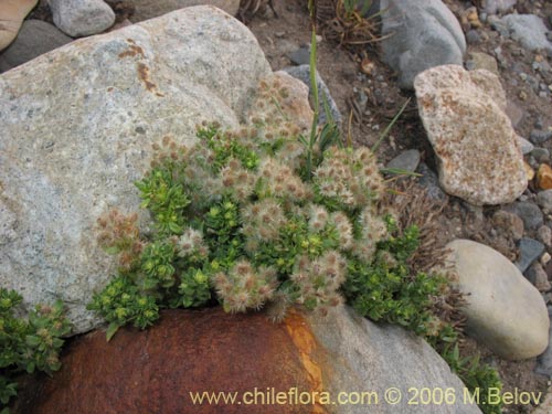 Galium eriocarpumの写真