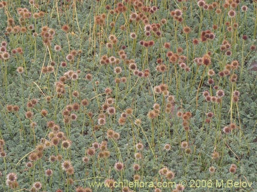 Image of Medicago sativa (Alfalfa)