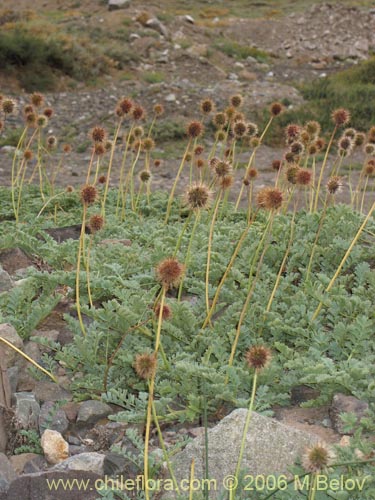Image of Medicago sativa (Alfalfa)