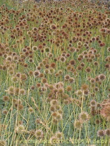Image of Medicago sativa (Alfalfa)