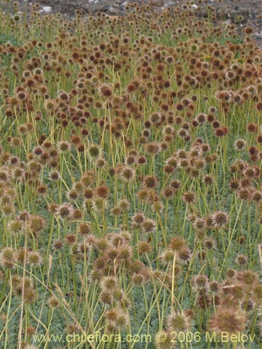 Image of Medicago sativa (Alfalfa)