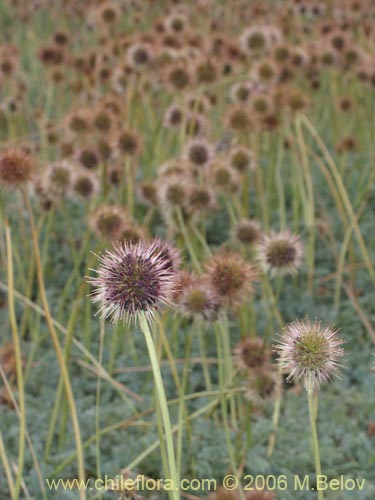 Image of Medicago sativa (Alfalfa)