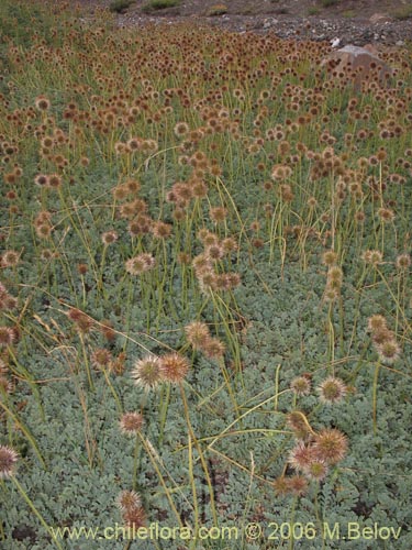 Image of Medicago sativa (Alfalfa)