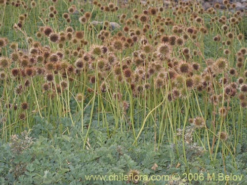 Image of Medicago sativa (Alfalfa)