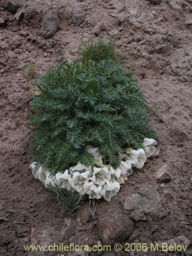 Image of Caiophora coronata (Ortiguilla / Clavel-ortiga / Rupa chica). Click to enlarge parts of image.