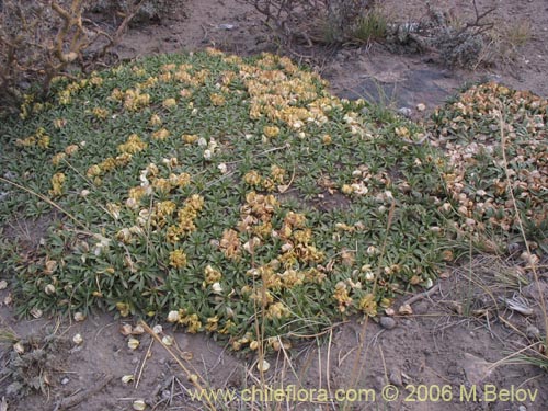 Image of Laretia acaulis (Llareta). Click to enlarge parts of image.