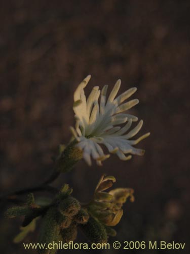 Schizopetalon sp. #0073の写真