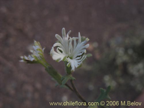 Schizopetalon sp. #0073の写真