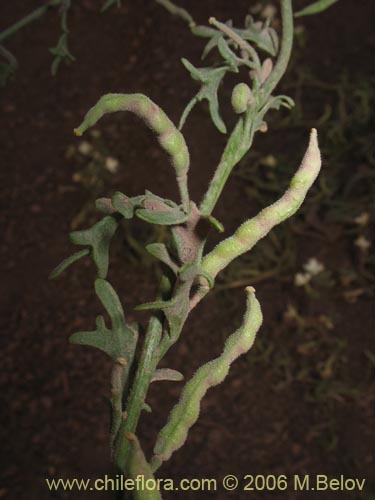 Image of Schizopetalon sp. #0073 (Rabanillo). Click to enlarge parts of image.