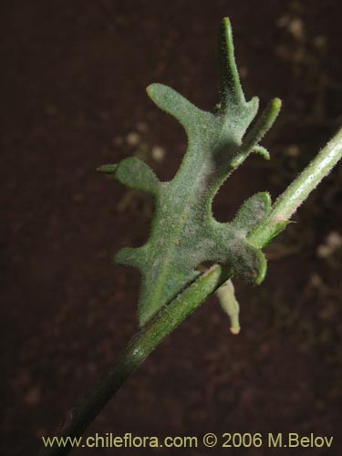 Image of Schizopetalon sp. #0073 (Rabanillo). Click to enlarge parts of image.