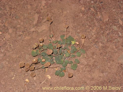 Фотография Pozoa coriacea (Anislao). Щелкните, чтобы увеличить вырез.