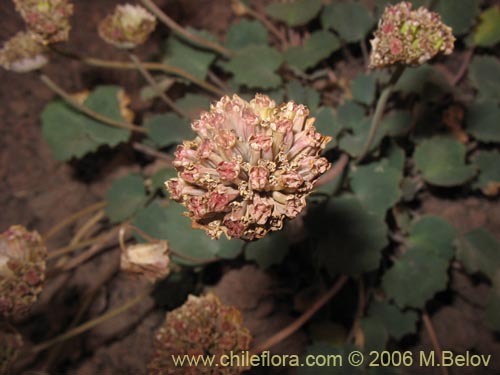 Pozoa coriaceaの写真