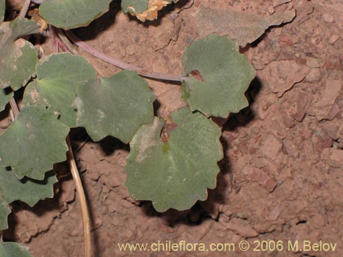 Фотография Pozoa coriacea (Anislao). Щелкните, чтобы увеличить вырез.