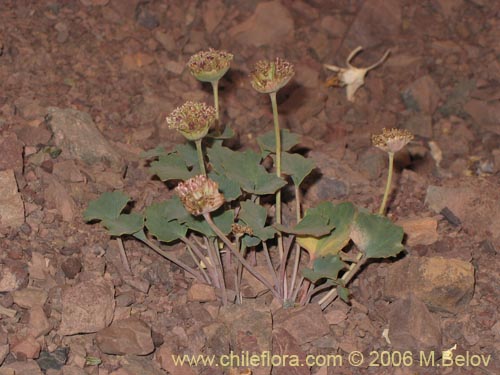 Фотография Pozoa coriacea (Anislao). Щелкните, чтобы увеличить вырез.