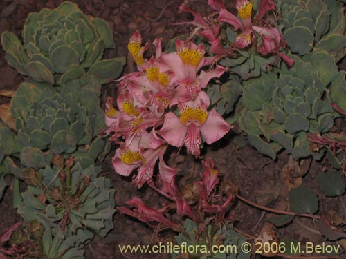 Фотография Alstroemeria umbellata (Lirio de cordillera rosado). Щелкните, чтобы увеличить вырез.