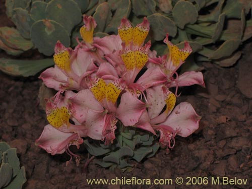 Bild von Alstroemeria umbellata (Lirio de cordillera rosado). Klicken Sie, um den Ausschnitt zu vergrössern.