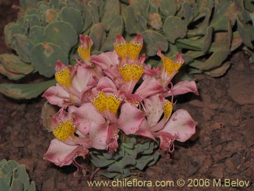 Фотография Alstroemeria umbellata (Lirio de cordillera rosado). Щелкните, чтобы увеличить вырез.