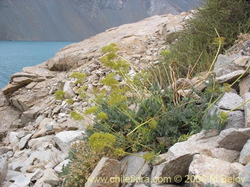 Imágen de Valeriana sp. #0075 (). Haga un clic para aumentar parte de imágen.